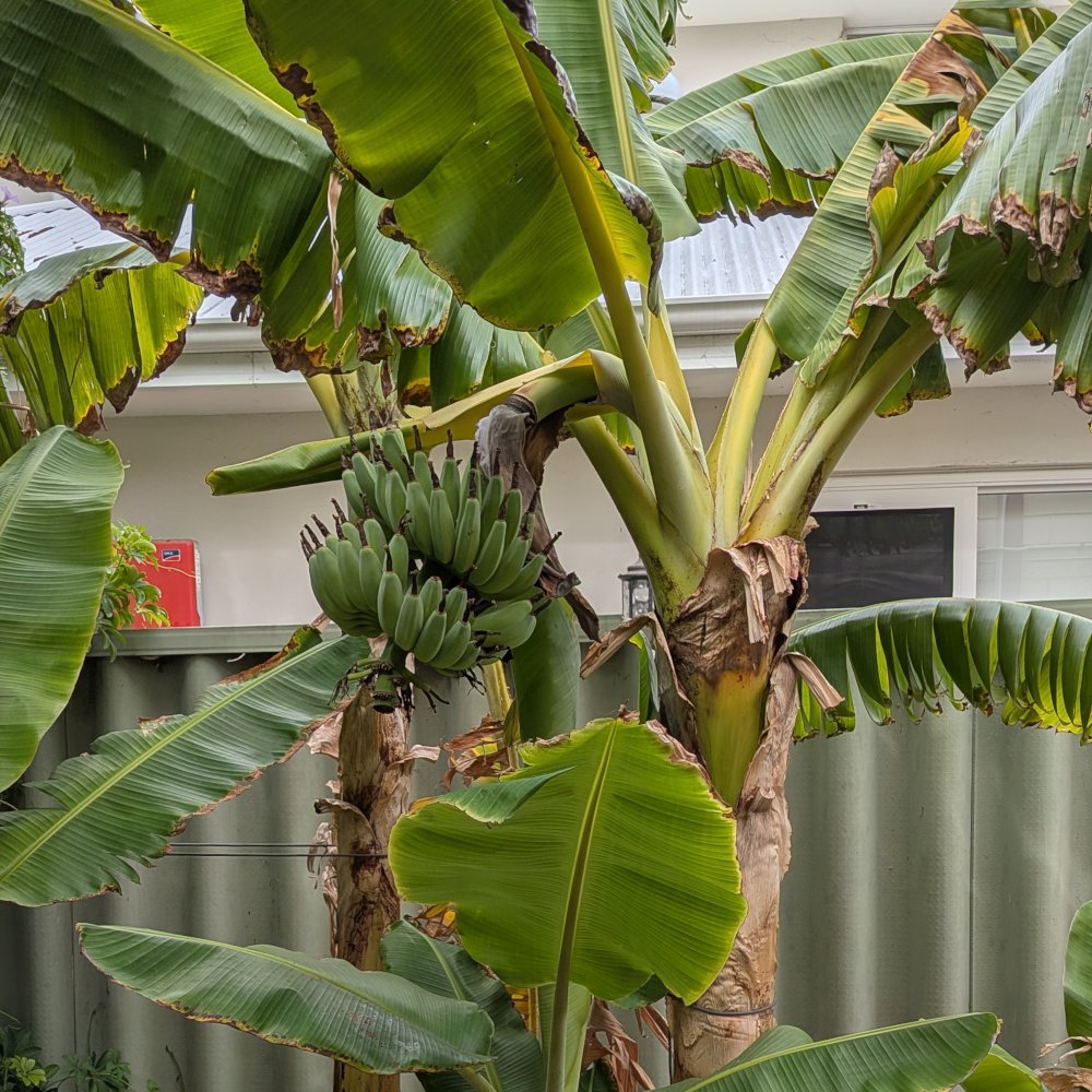 Picture of the whole plant